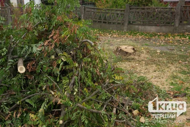 вирубка дерев