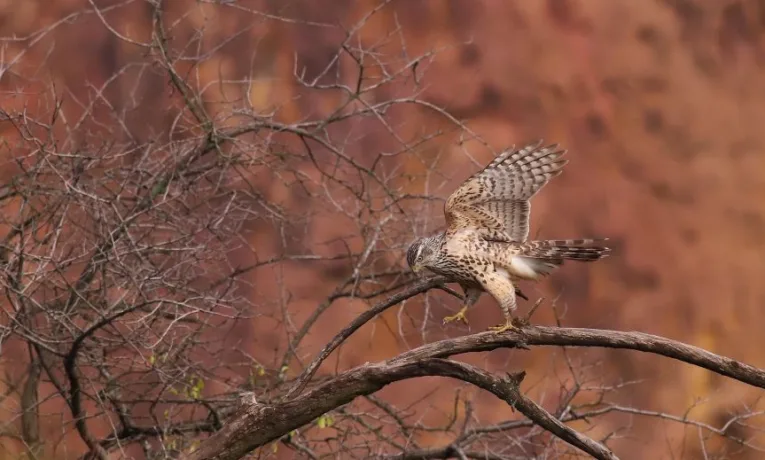 пернатий хижак