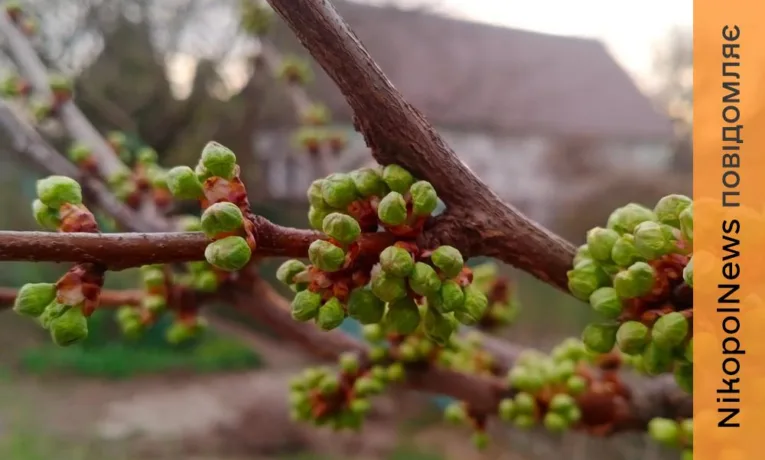 Погода у Нікополі 1 квітня: без опадів і з похмурим небом