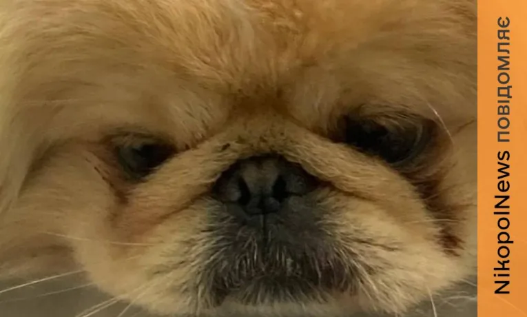З його тіла вилучили 11 уламків: у Нікополі рятують песика Більбо