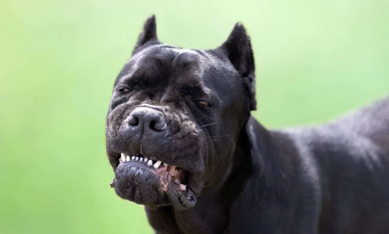 На Дніпропетровщині 13-річній дівчинці ампутували ногу після нападу собаки: власниці оголосили підозру