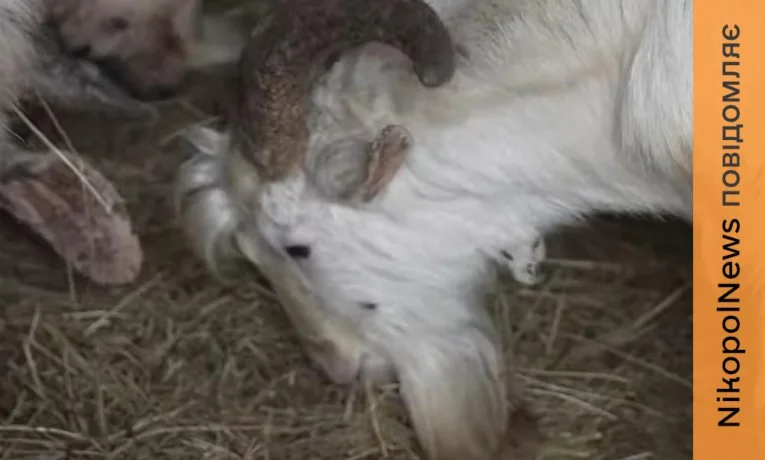 16 козлів евакуювали на Дніпропетровщину з Оріхова