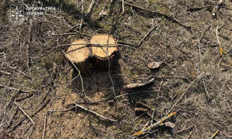 Зрубав дерева у заповіднику на 600 тис. грн: справу розслідують на Дніпровщині