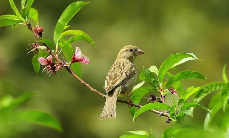 Простий спосіб захисту саду від птахів за допомогою CD-дисків