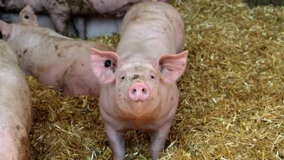 Африканська чума свиней на Дніпропетровщині: загроза для господарств