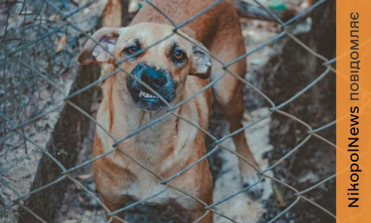 Де зробити тваринам щеплення від сказу у Марганці безкоштовно