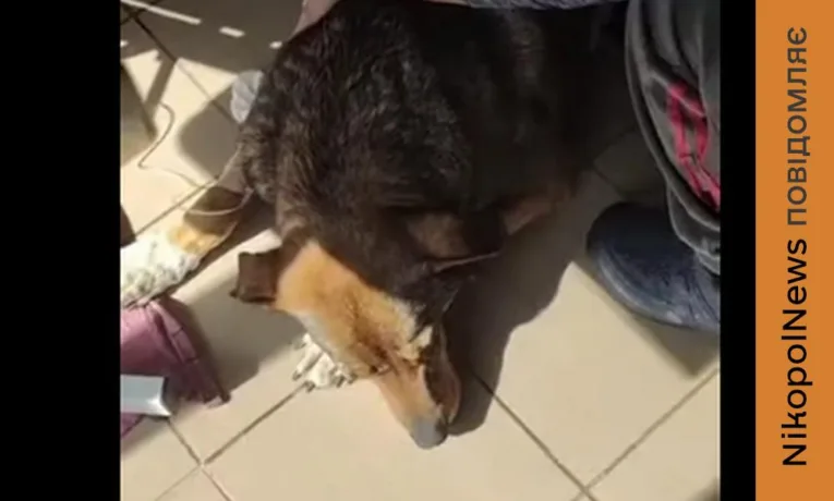 Відразу три песики отруїли в Нікополі