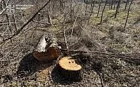 Незаконна вирубка дерев у заповідному фонді «Візирка»: підозрюють мешканця Криворіжжя