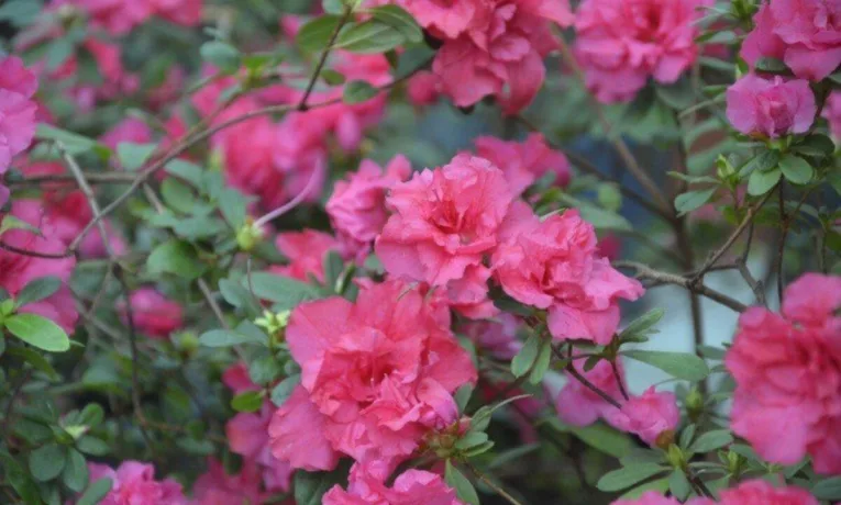 У Дніпрі розпочалося цвітіння азалій у ботанічному саду університету