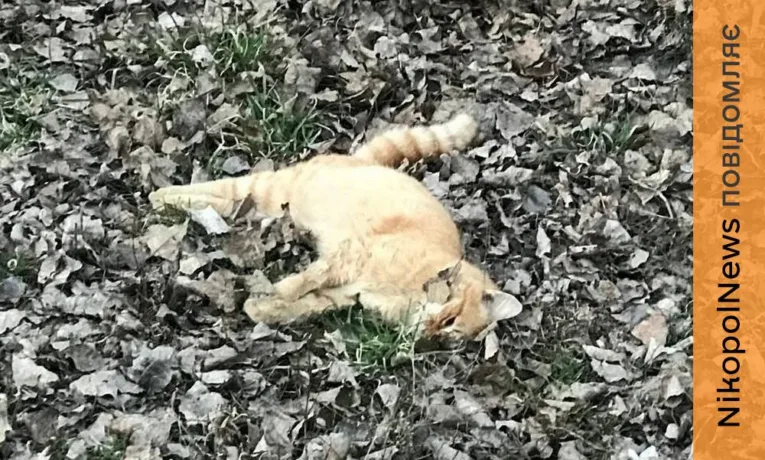 Отруєння вуличних котиків у Покрові: невідомі вбивають тварин
