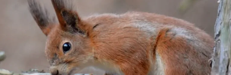 Білки у Дніпрі граються в доганялки: весняне відео