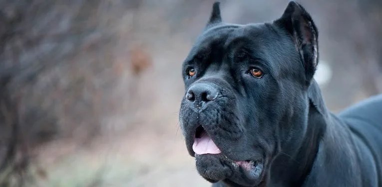 Собака загинула після нападу на дитину: продовження резонансної справи під Дніпром