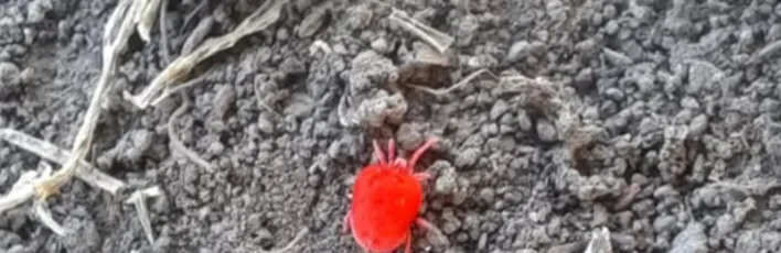 Червона небезпека: рідкісних кліщів помітили на Дніпропетровщині