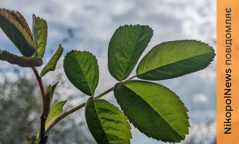 Погода у Нікополі 10 квітня: хмарна без опадів