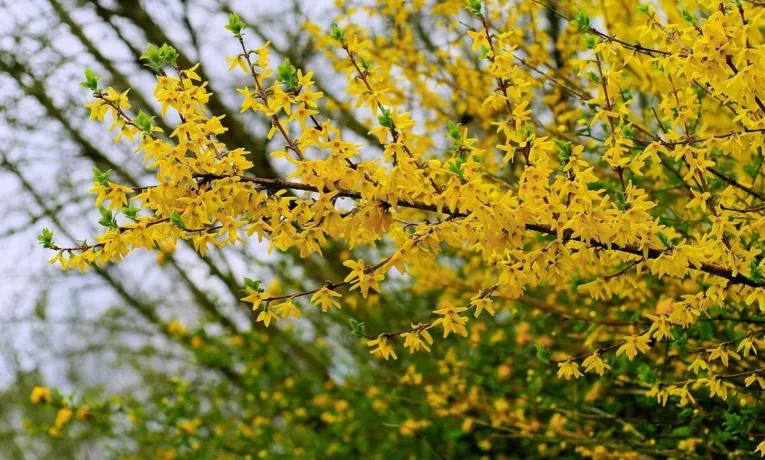 Прогноз погоди у Дніпрі на сьогодні, 11 квітня 2026