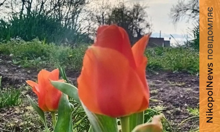 Погода у Нікополі 13 квітня: хмарно з проясненнями