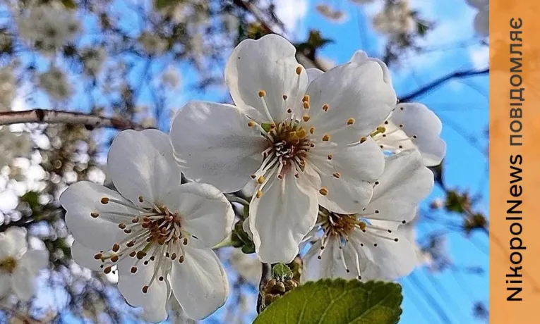 Погода у Нікополі 15 квітня: невелика хмарність та тепло