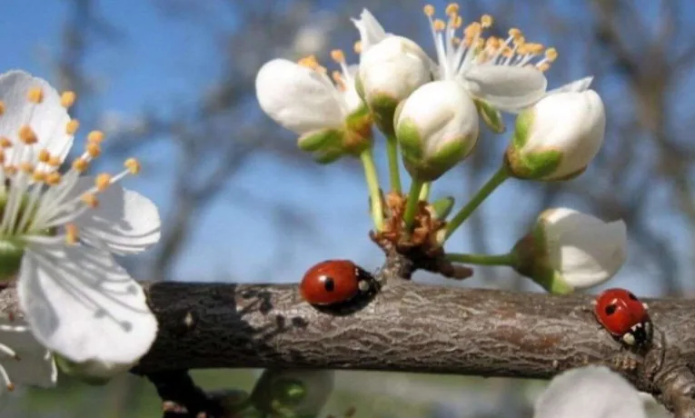 Прогноз погоди у Дніпрі на сьогодні, 15 квітня 2026