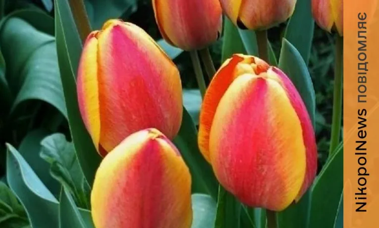 Погода у Нікополі 17 квітня: без опадів і зі змінами температура