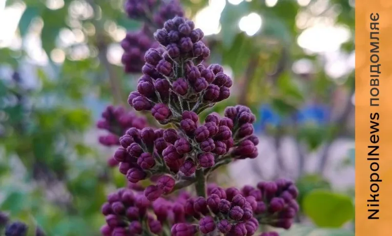 Погода у Нікополі 18 квітня: очікується дрібний дощ