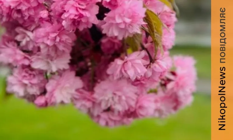 Погода у Нікополі 20 квітня: очікування заморозків та дощу