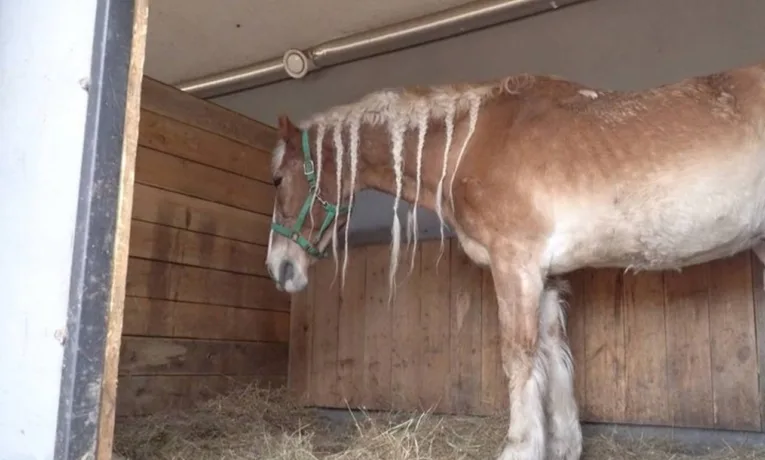 У притулку “Пегас” помер 27-річний кінь на ім’я Браслет із Дніпра