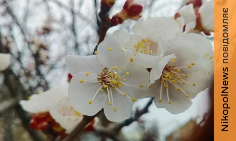 Погода у Нікополі 3 квітня: хмарно і без опадів