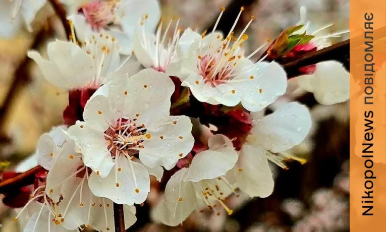 Погода у Нікополі 6 квітня: можливий дощ і мінлива температура