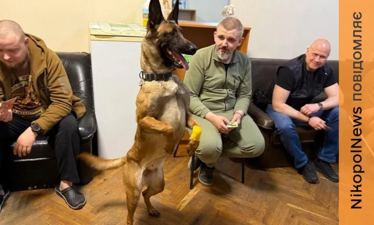 На Дніпропетровщині службовий собака допомагає пораненим бійцям