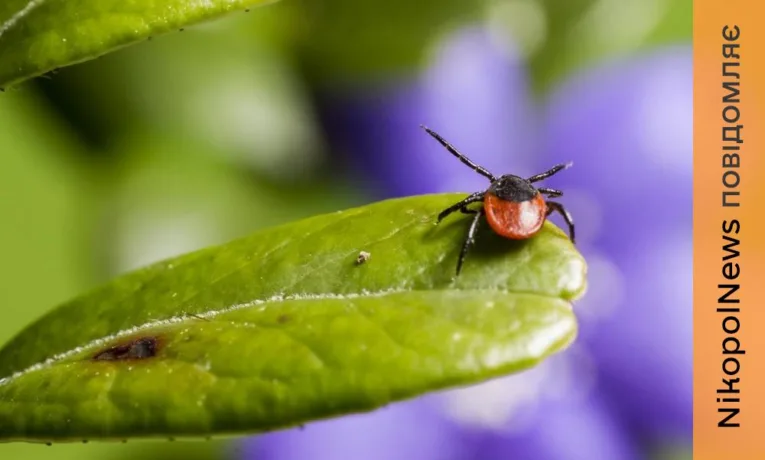 Епідеміологічна ситуація на Дніпропетровщині: хвороба Лайма та зростання захворюваності на ГРВІ