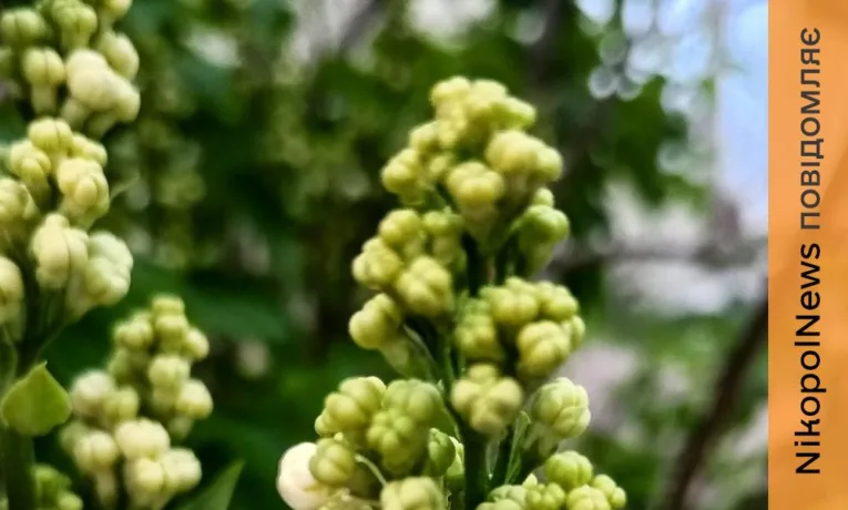 Попередження про небезпечні метеорологічні явища: погода у Нікополі 21 квітня