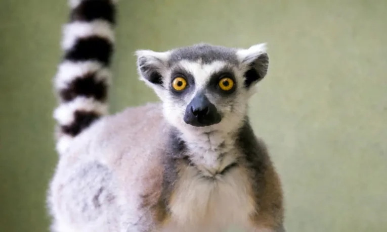 Лемур з Дніпропетровщини врятували і доставили до реабілітаційного центру під Києвом