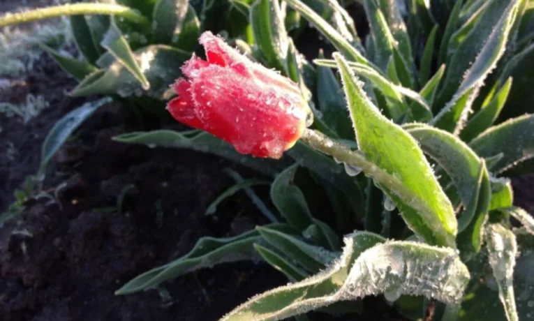 Заморозки та мокрий сніг у Дніпрі та області: погода погіршиться