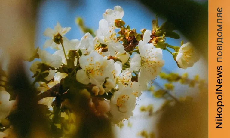 Очікуються заморозки на поверхні ґрунту: якою буде погода у Нікополі 14 квітня