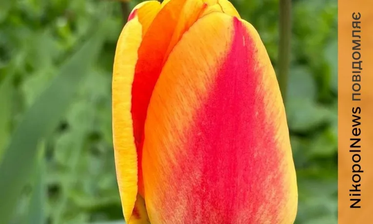 Очікується дощ і вітер: прогноз погоди у Нікополі 26 квітня