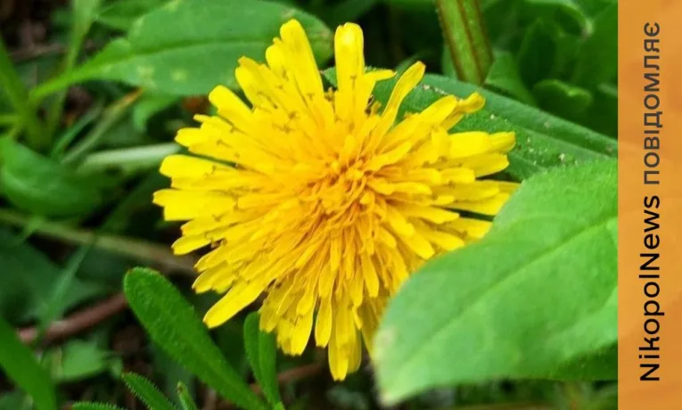 Заморозки на поверхні ґрунту: прогноз погоди у Нікополі 28 квітня