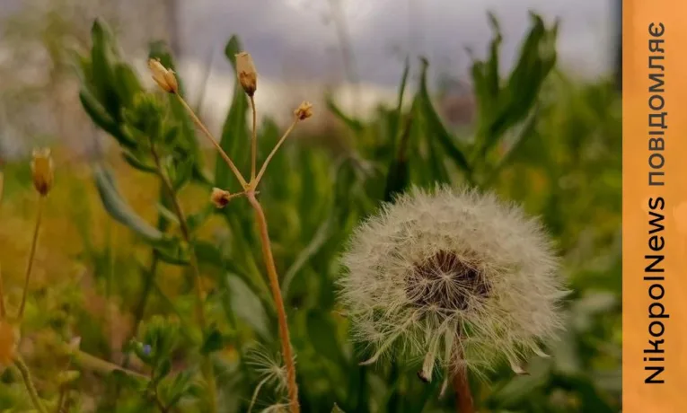 Заморозки в повітрі і без опадів: прогноз погоди у Нікополі 29 квітня