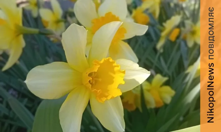 Очікуються заморозки: якою буде погода у Нікополі 7 квітня