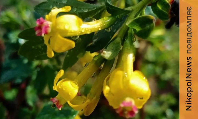 Очікуються заморозки і дощ: прогноз погоди у Нікополі 9 квітня