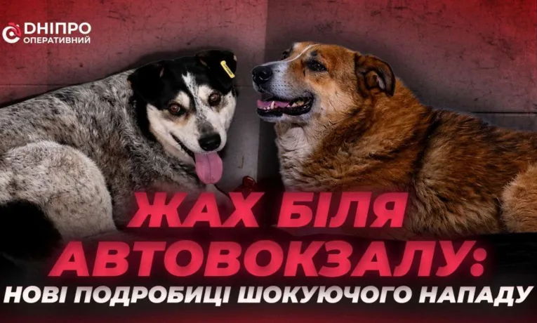 Жорстоке каліцтво собак у Дніпрі біля автовокзалу: у якому стані тварини та що загрожує живодеру