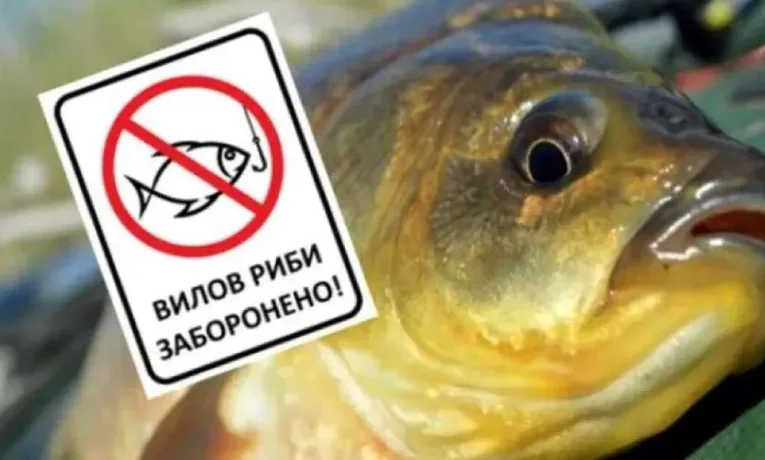 Нерестова заборона на Дніпрі: правила рибалки та штрафи