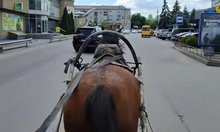 Кінне таксі на дорогах: незвичний учасник руху