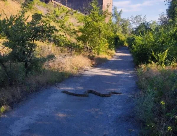 На Дніпропетровщині помітили рідкісну отруйну змію