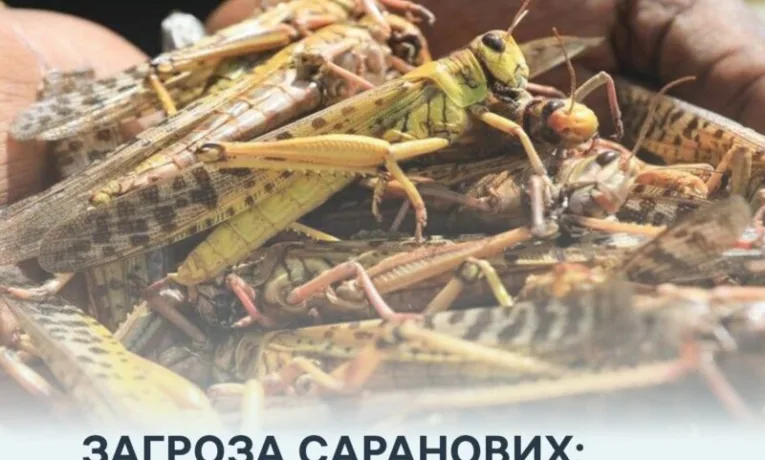 На Криворіжжі запровадили особливий режим через сарану