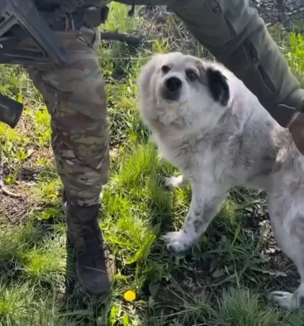 Порятунок собаки з Донеччини: зворушлива історія