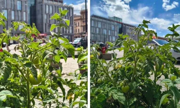 У центрі Дніпра на Європейській площі вродили помідори