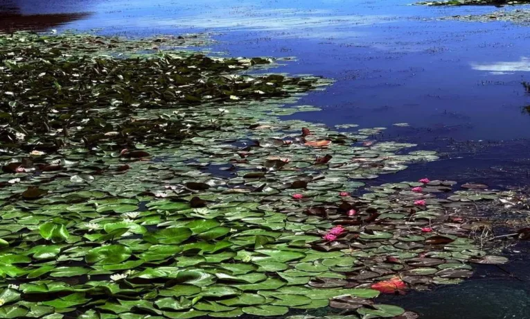 У Дніпрі яхт-клуб «Січ» вкрився квітучими німфеями