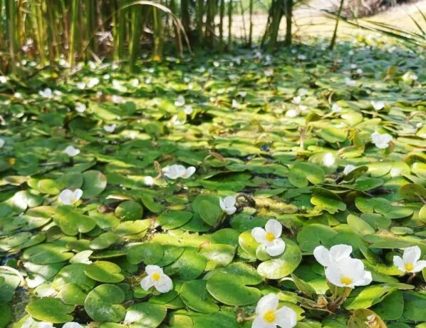 Унікальне цвітіння жабурника на Дніпропетровщині