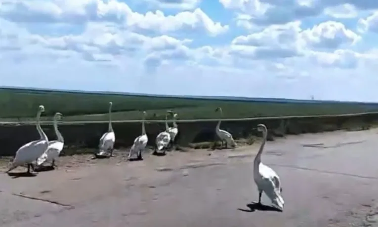 На Дніпропетровщині дамба стала прихистком для лебедів