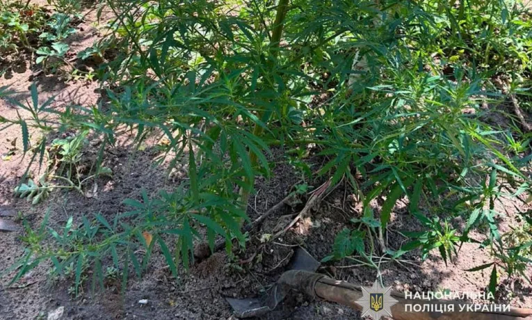 На Криворіжжі пенсіонер виростив наркоплантацію